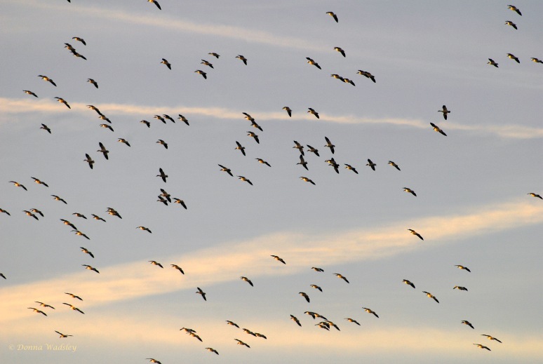 Snow Geese coming in for the night