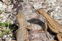 Curlytail Lizards